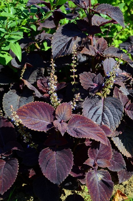 Solenostemon x 'King Palissandre'